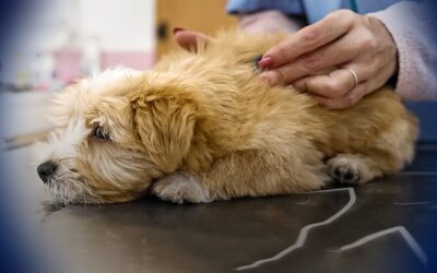 Why are vet bills so high?